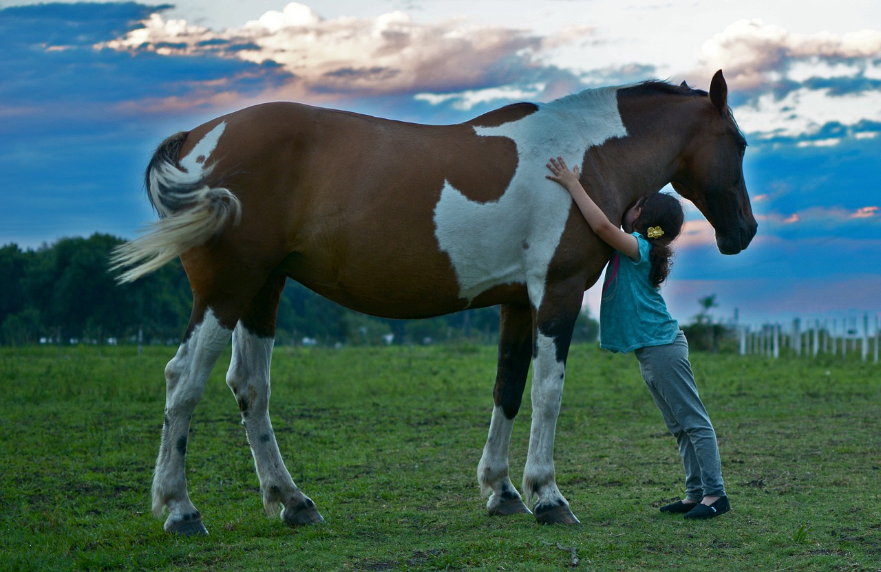horse-2536537_1280