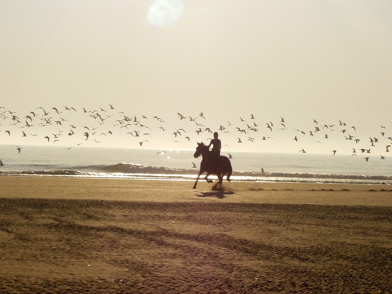 horse-riding-876_1280